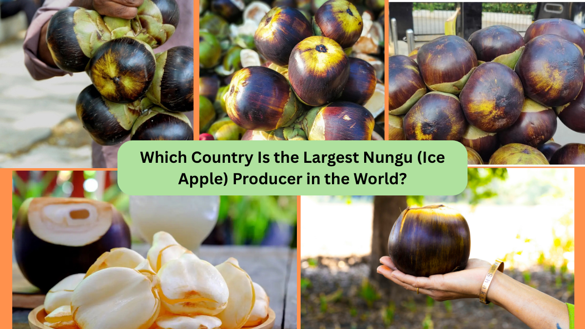 Which Country Is the Largest Nungu (Ice Apple) Producer in the World?