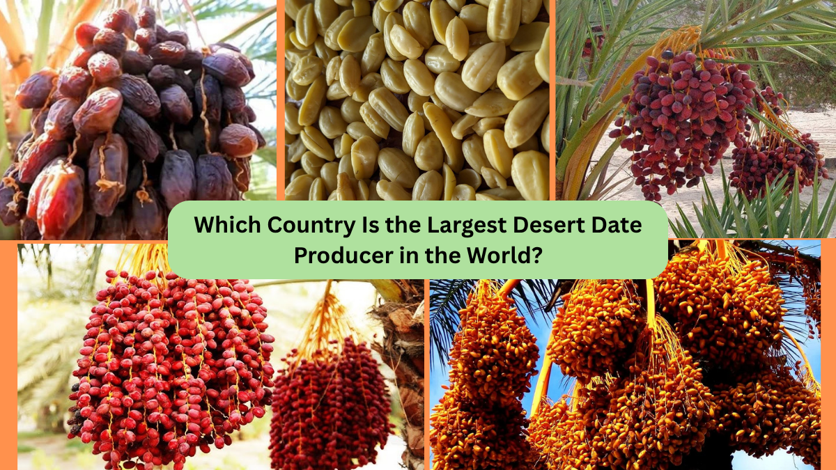 Which Country Is the Largest Desert Date Producer in the World?