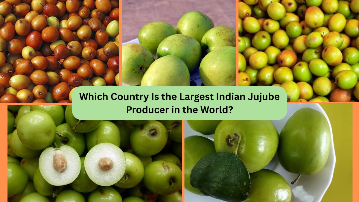 Which Country Is the Largest Indian Jujube Producer in the World?