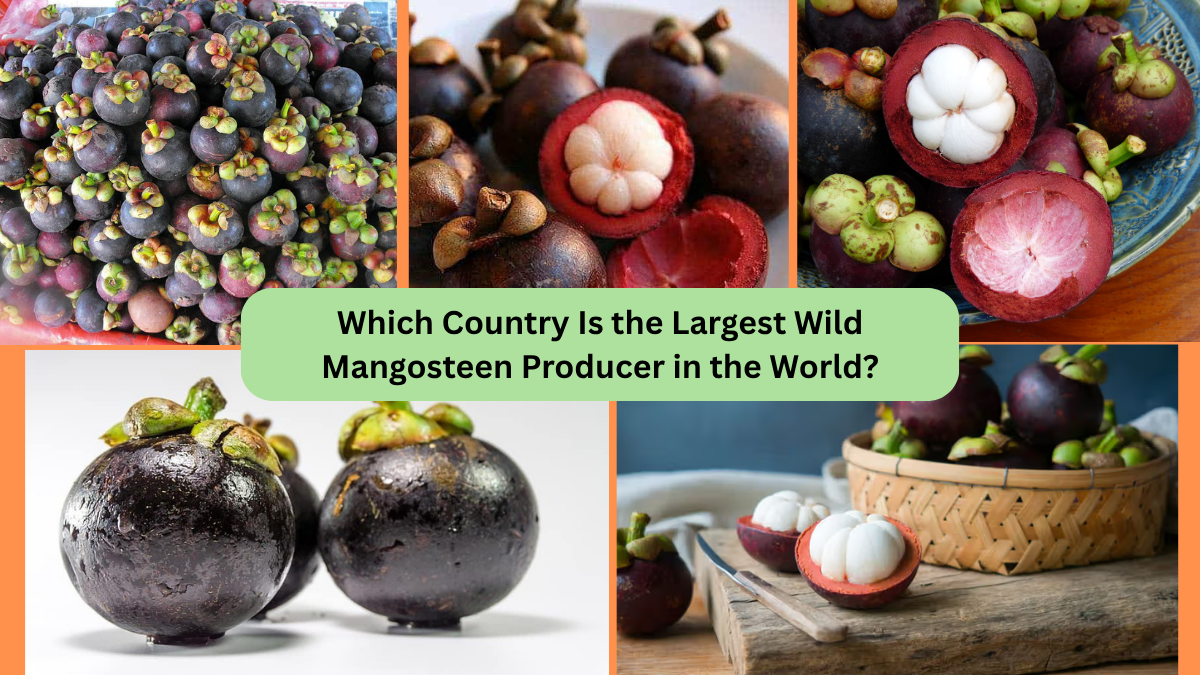 Which Country Is the Largest Wild Mangosteen Producer in the World?