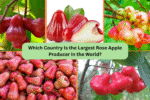 Which Country Is the Largest Rose Apple Producer in the World?