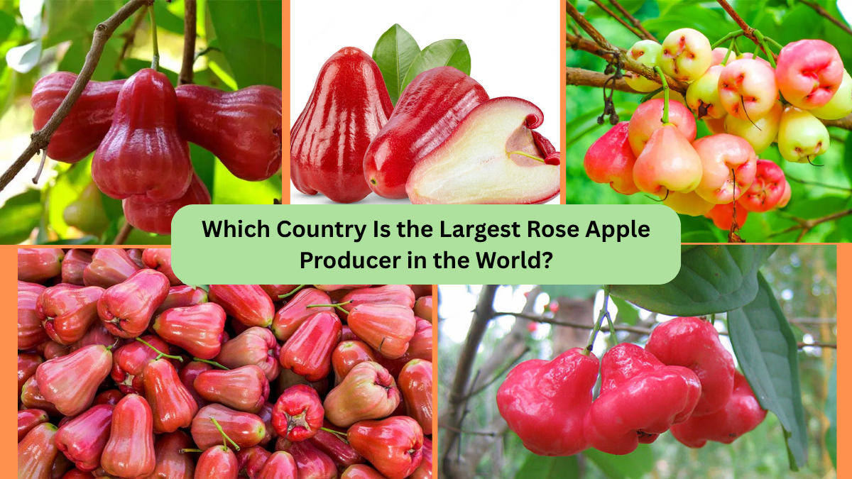 Which Country Is the Largest Rose Apple Producer in the World?