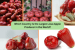 Which Country Is the Largest Java Apple Producer in the World?