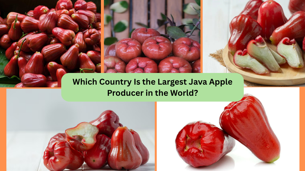 Which Country Is the Largest Java Apple Producer in the World?