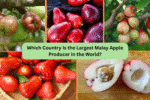 Which Country Is the Largest Malay Apple Producer in the World?