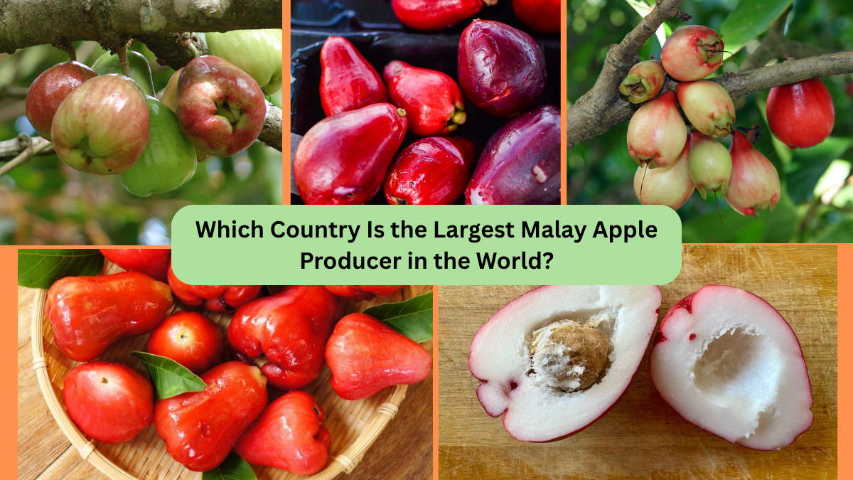 Which Country Is the Largest Malay Apple Producer in the World?