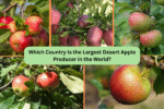 Which Country Is the Largest Desert Apple Producer in the World?