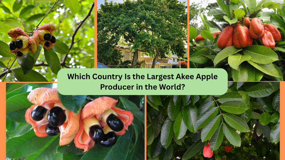 Which Country Is the Largest Akee Apple Producer in the World?
