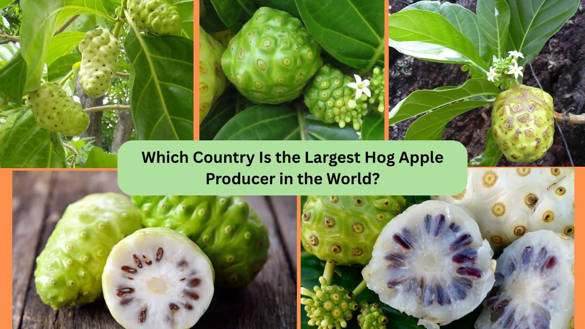 Which Country Is the Largest Hog Apple Producer in the World?