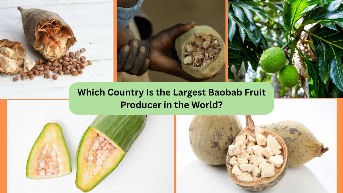 Which Country Is the Largest Baobab Fruit Producer in the World?