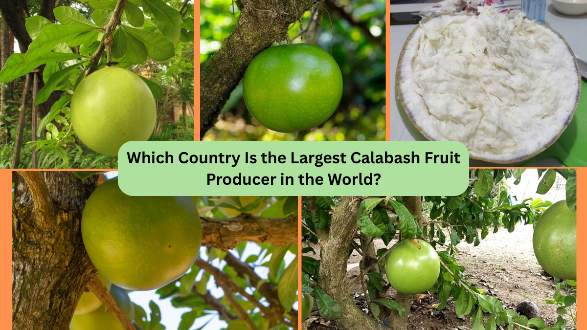 Which Country Is the Largest Calabash Fruit Producer in the World?