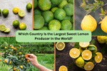 Which Country Is the Largest Sweet Lemon Producer in the World?