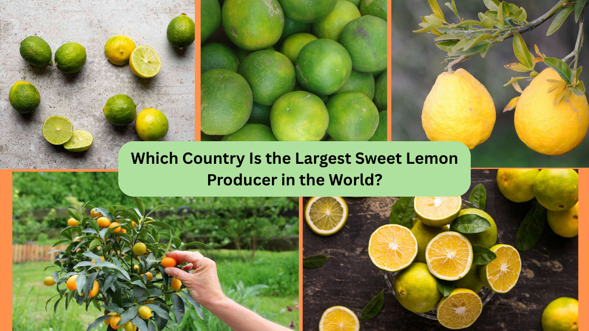 Which Country Is the Largest Sweet Lemon Producer in the World?