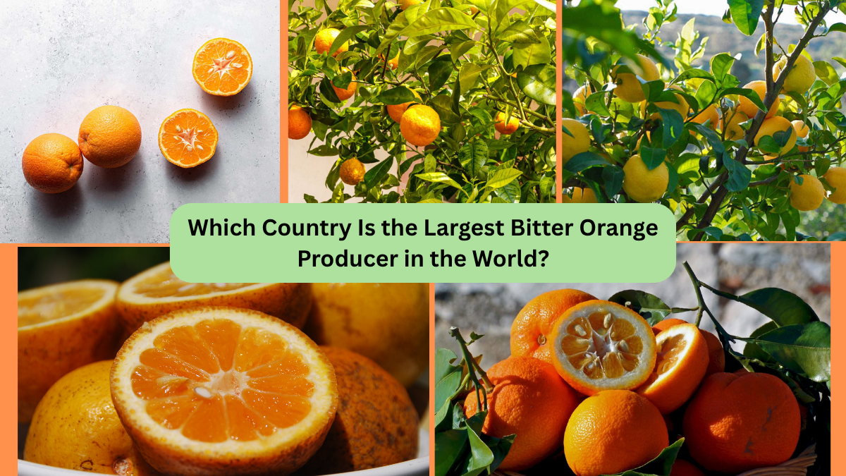 Which Country Is the Largest Bitter Orange Producer in the World?