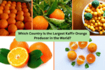 Which Country Is the Largest Kaffir Orange Producer in the World?