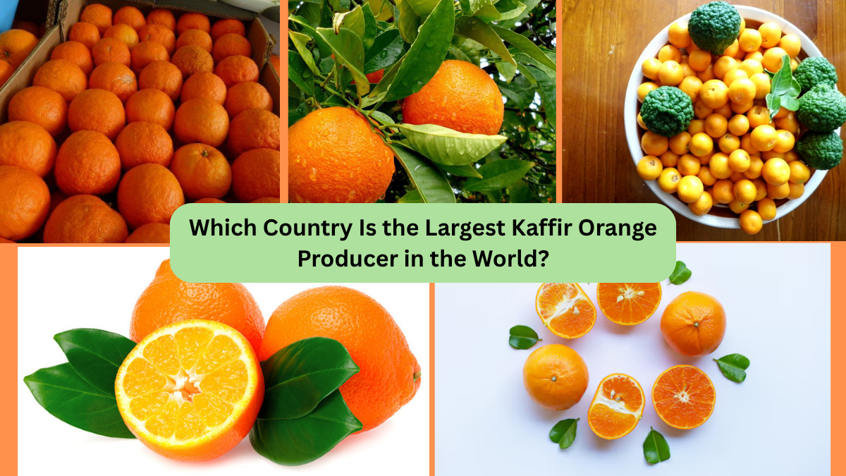 Which Country Is the Largest Kaffir Orange Producer in the World?