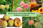 Which Country Is the Largest Wild Peach Producer in the World?