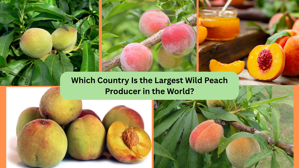 Which Country Is the Largest Wild Peach Producer in the World?