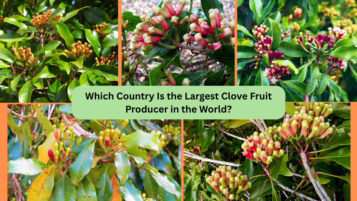 Which Country Is the Largest Clove Fruit Producer in the World?