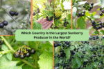 Which Country Is the Largest Sunberry Producer in the World?