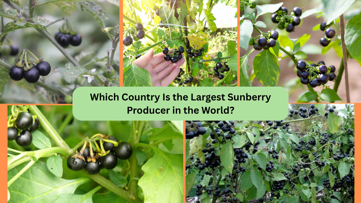 Which Country Is the Largest Sunberry Producer in the World?