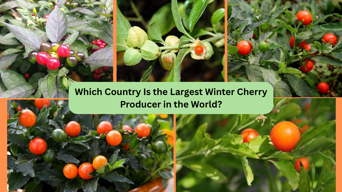 Which Country Is the Largest Winter Cherry Producer in the World?