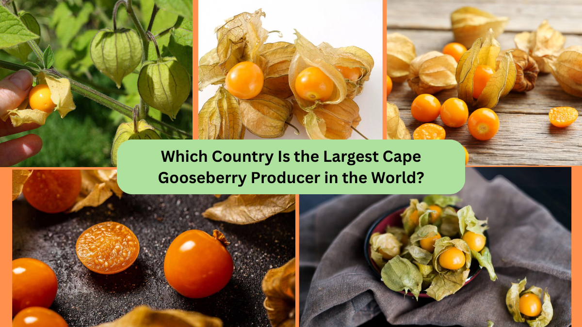 Which Country Is the Largest Cape Gooseberry Producer in the World?