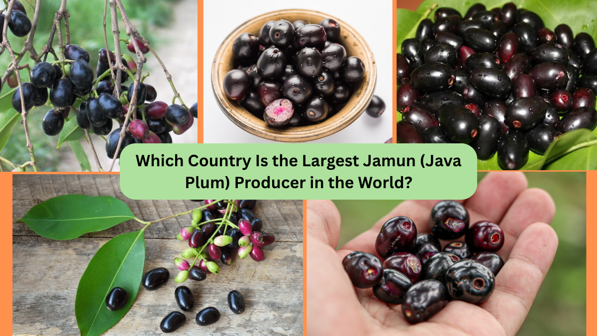 Which Country Is the Largest Jamun (Java Plum) Producer in the World?