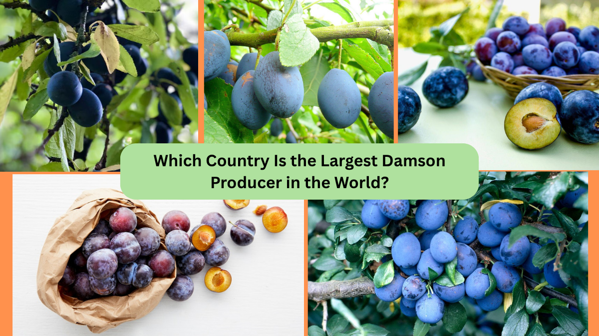 Which Country Is the Largest Damson Producer in the World?