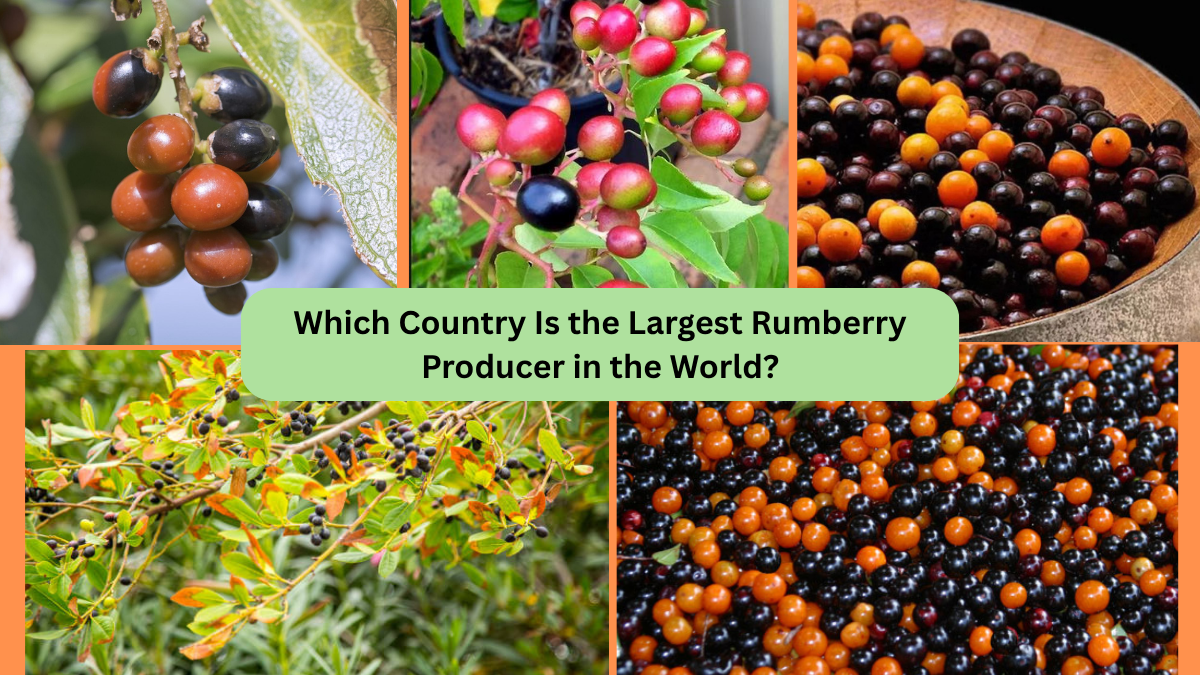 Which Country Is the Largest Rumberry Producer in the World?