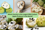 Which Country Is the Largest Wild Custard Apple Producer in the World?