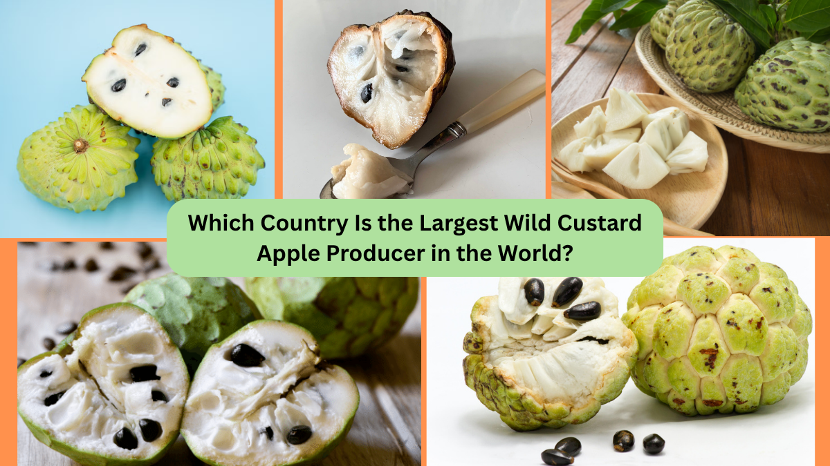 Which Country Is the Largest Wild Custard Apple Producer in the World?
