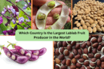 Which Country Is the Largest Lablab Fruit Producer in the World?