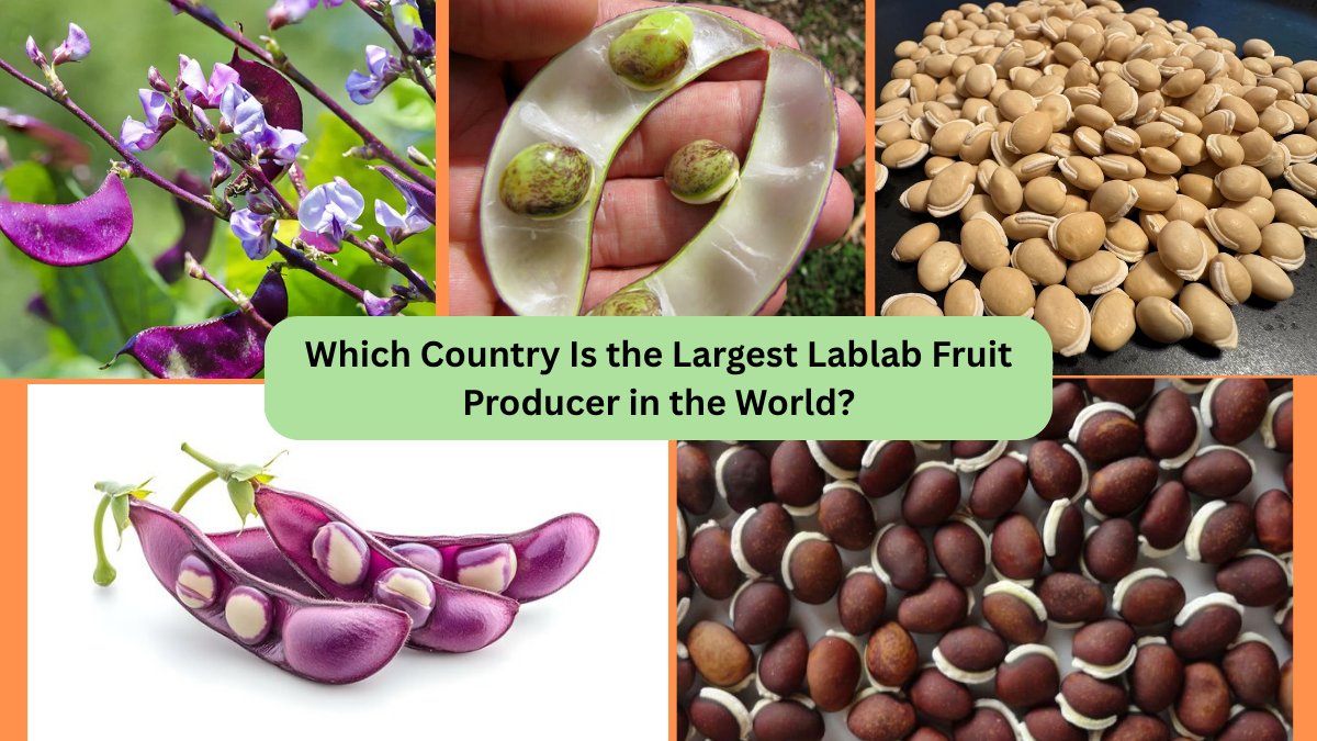 Which Country Is the Largest Lablab Fruit Producer in the World?