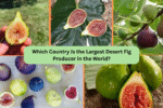 Which Country Is the Largest Desert Fig Producer in the World?