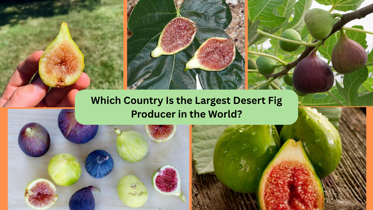Which Country Is the Largest Desert Fig Producer in the World?