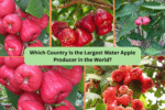 Which Country Is the Largest Water Apple Producer in the World?