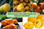 Which Country Is the Largest Mundu Fruit Producer in the World?