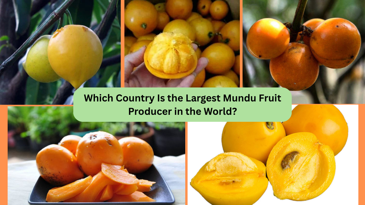 Which Country Is the Largest Mundu Fruit Producer in the World?