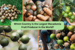 Which Country Is the Largest Macadamia Fruit Producer in the World?