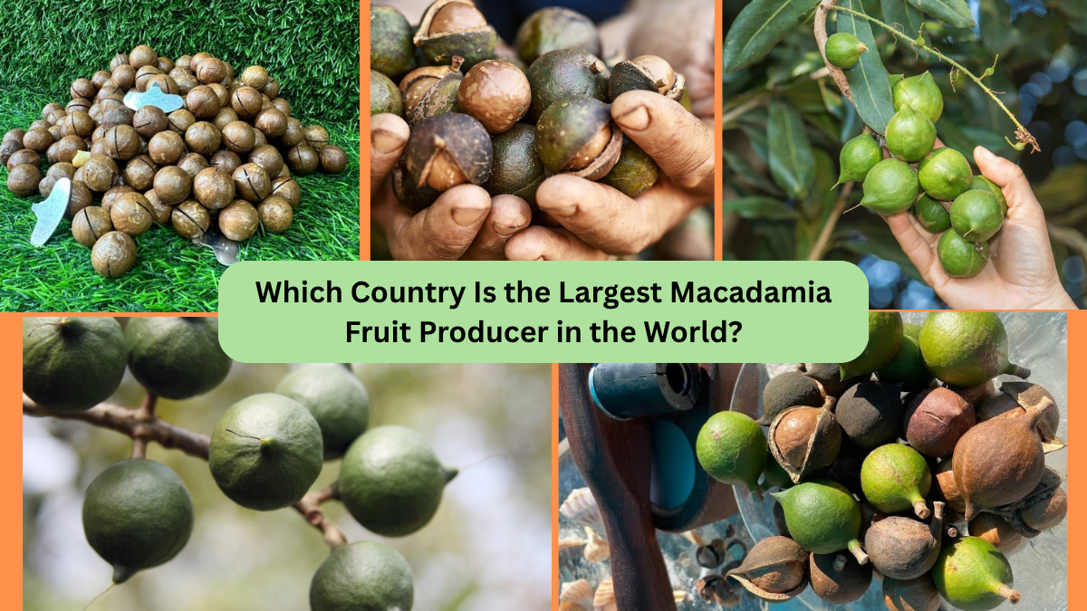 Which Country Is the Largest Macadamia Fruit Producer in the World?
