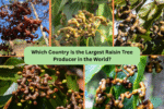Which Country Is the Largest Raisin Tree Producer in the World?