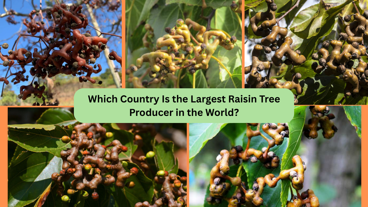 Which Country Is the Largest Raisin Tree Producer in the World?