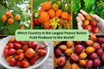 Which Country Is the Largest Peanut Butter Fruit Producer in the World?