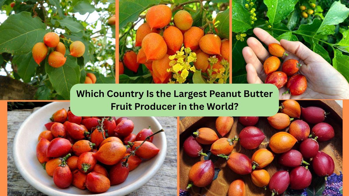 Which Country Is the Largest Peanut Butter Fruit Producer in the World?