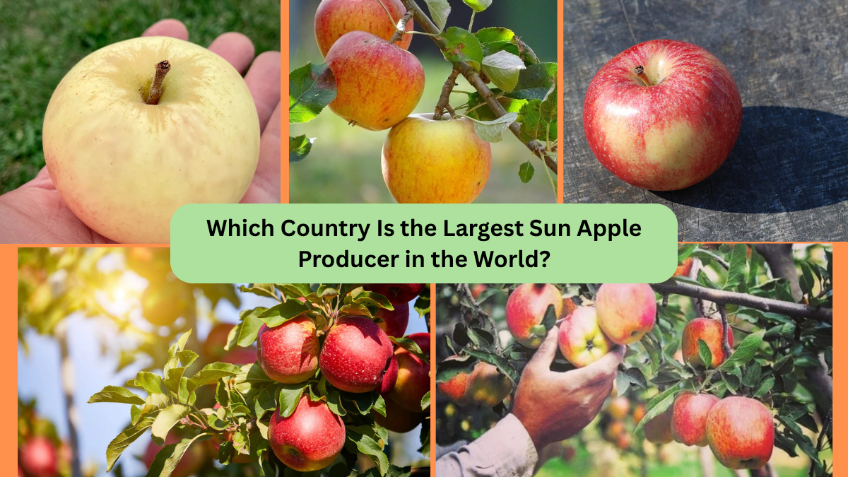 Which Country Is the Largest Sun Apple Producer in the World?