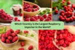 Which Country Is the Largest Raspberry Importer in the World?
