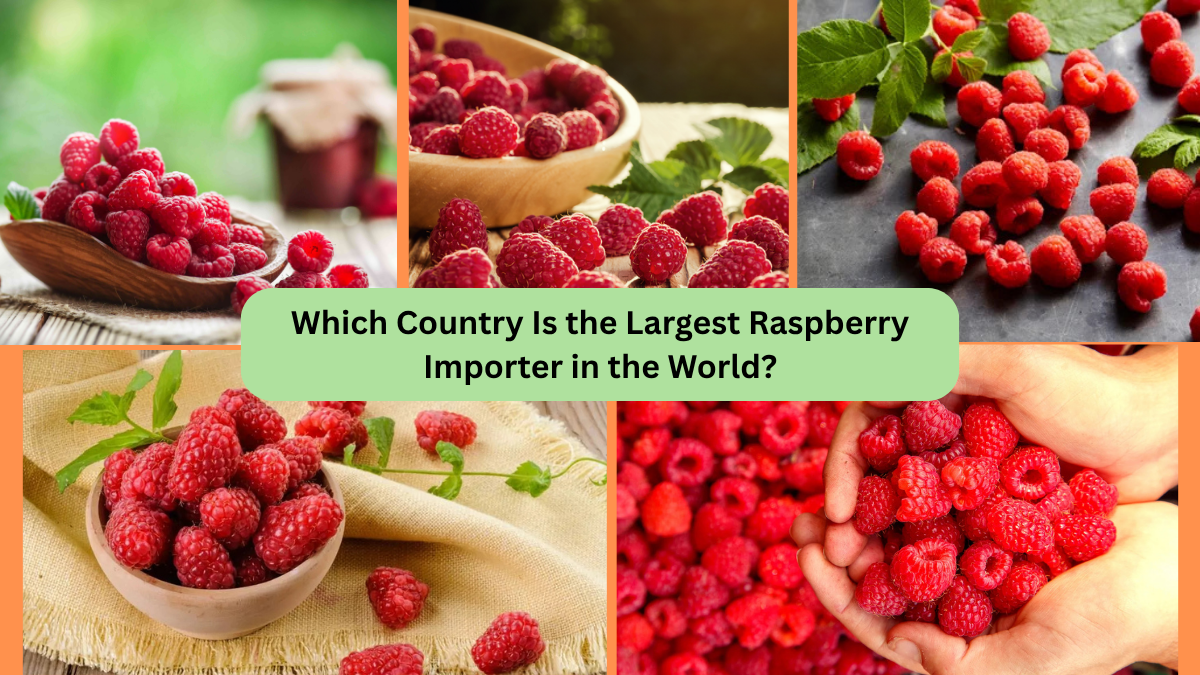 Which Country Is the Largest Raspberry Importer in the World?