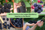 Which Country Is the Largest Blackberry Importer in the World?