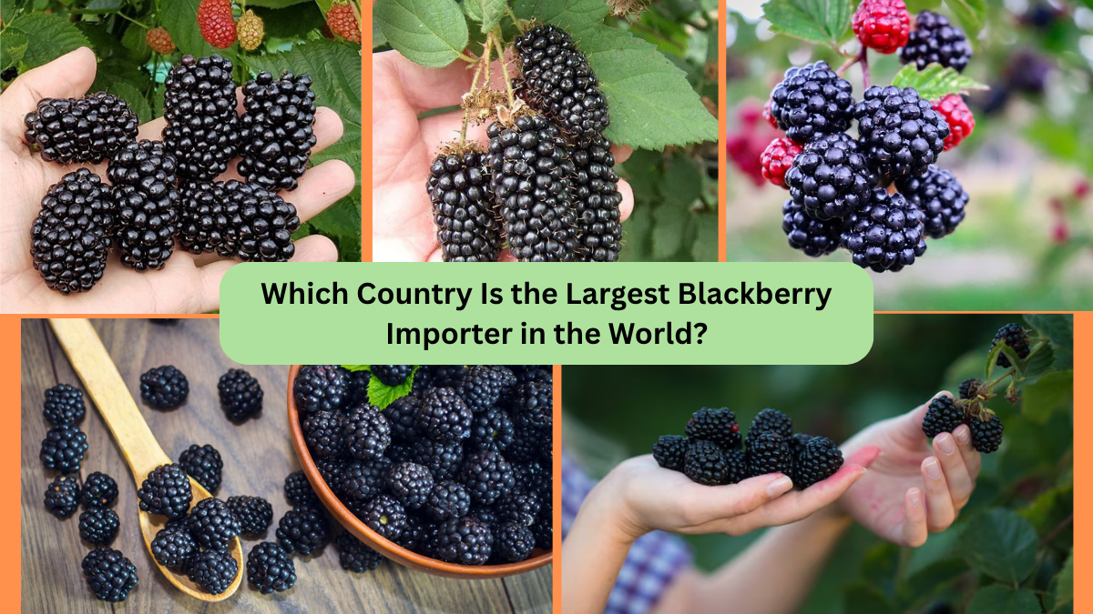 Which Country Is the Largest Blackberry Importer in the World?